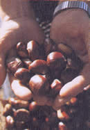 Marrons glacées